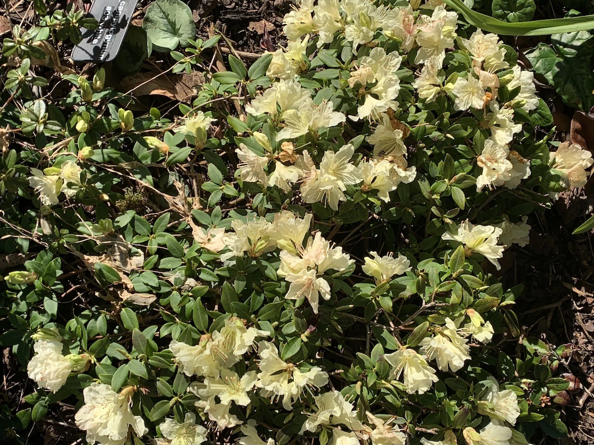 R. keiskei var. ozawae 'Yaku Fairy' AGM